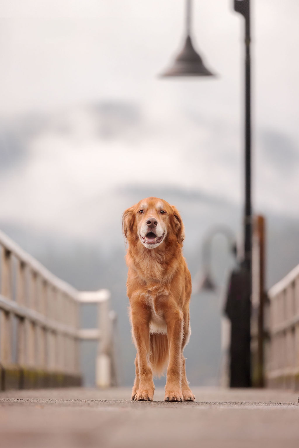 Close-up portrait of a dog in nature