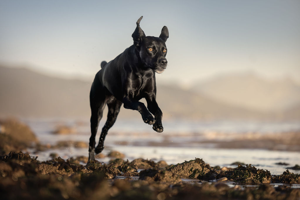 Two dogs playing together on beach at sunset