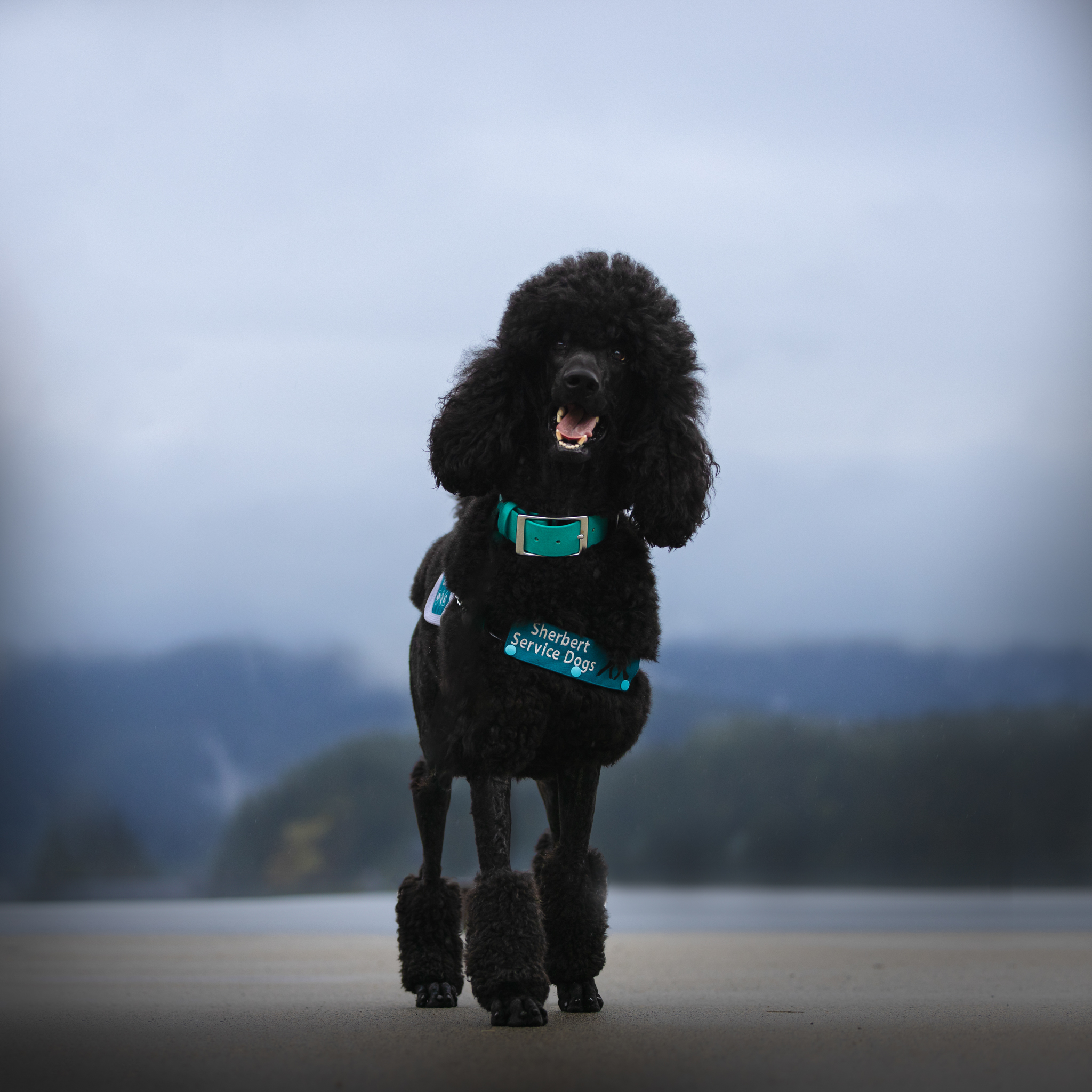 Standrad poodle standing on dock smiling