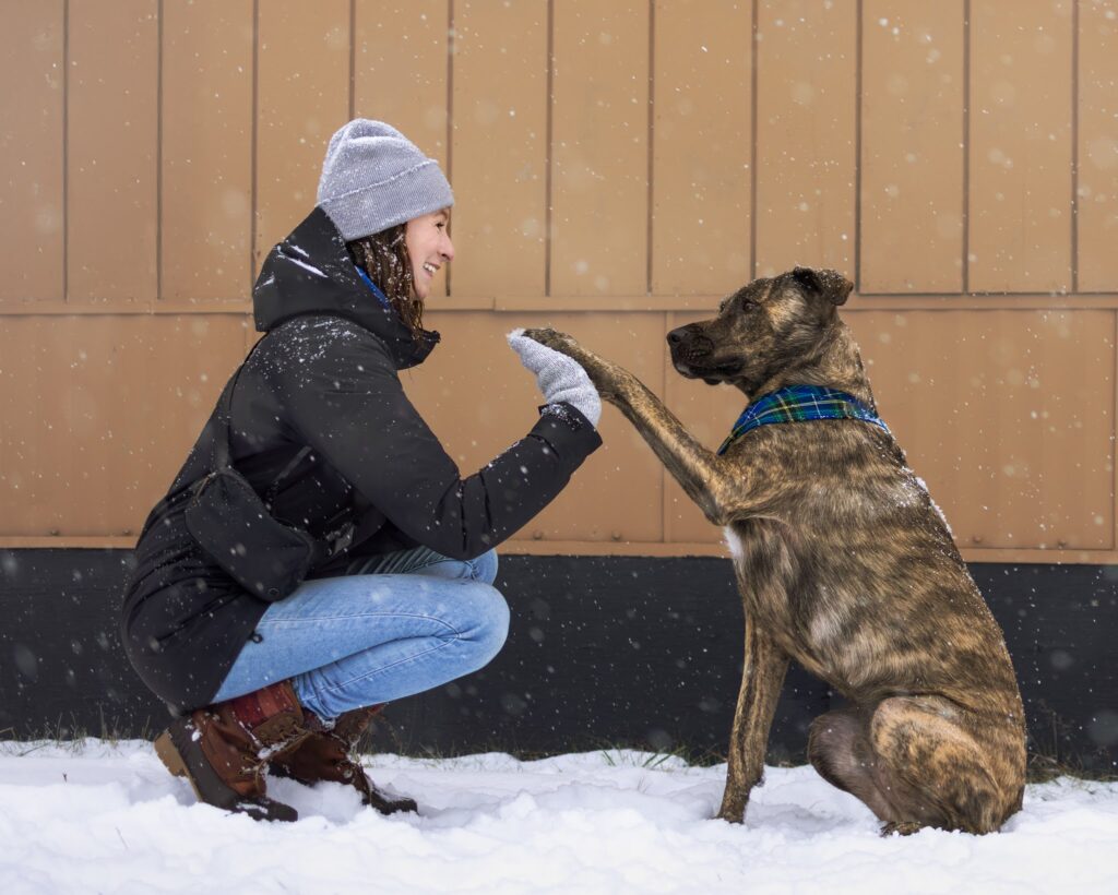 Person in winter clothing kneels to high-five a sitting dog in the snow.