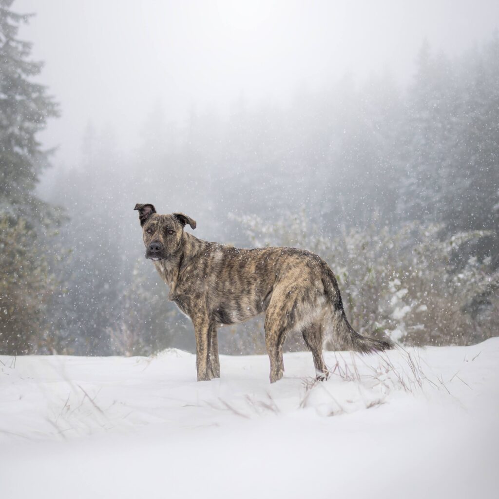 A dog stands in the snow, surrounded by a serene forest backdrop, showcasing a peaceful winter scene.